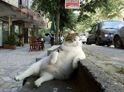 娱乐吃瓜酱给猫照相,猫咪写真集